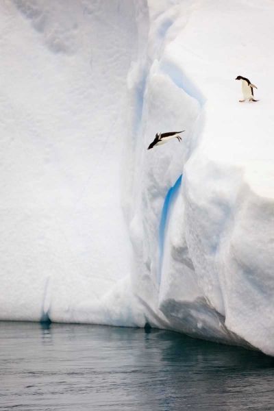 Antarctica Adelie penguin diving off an iceberg